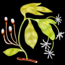 Sassafras