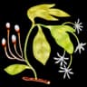 Sassafras